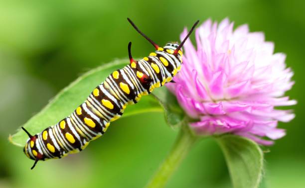 istock Caterpillar climbing Globe Amaranth flower - animal behavior. 1397542670
