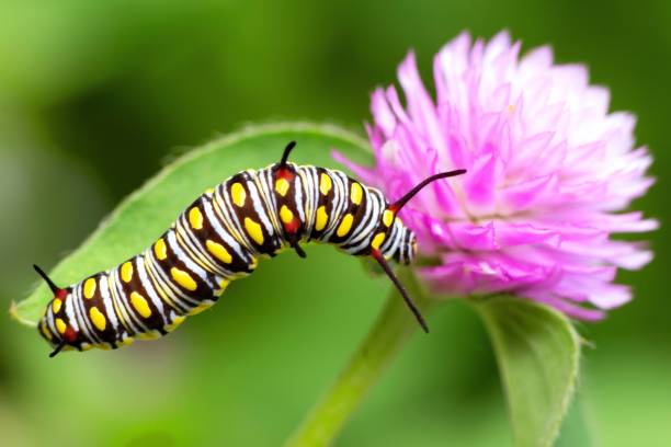 istock Caterpillar climbing Globe Amaranth flower - animal behavior. 1397542671