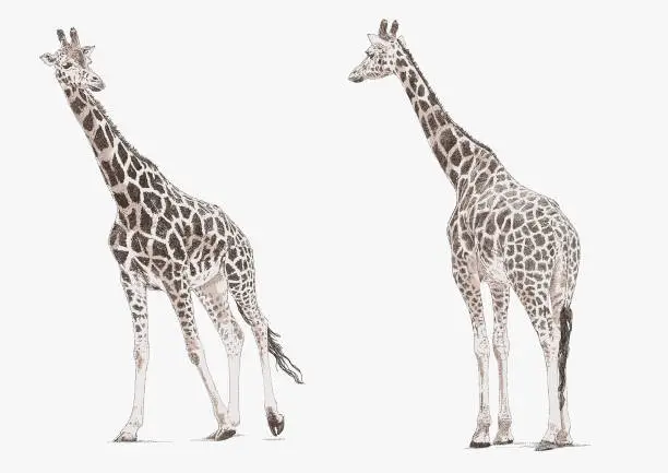 Vector illustration of Giraffe walking and standing