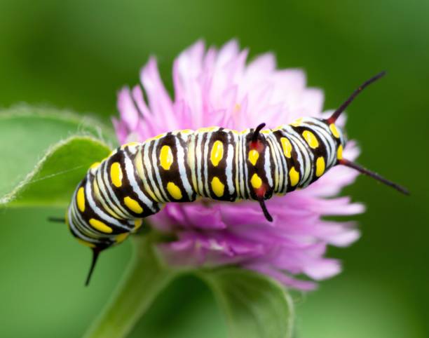 istock Caterpillar climbing Globe Amaranth flower - animal behavior. 1397542766