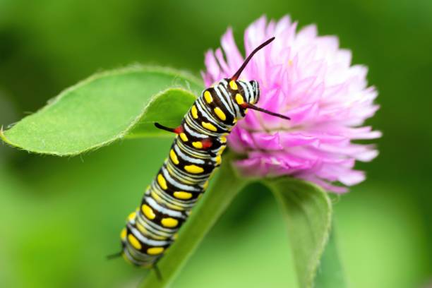 istock Caterpillar climbing Globe Amaranth flower - animal behavior. 1397542773