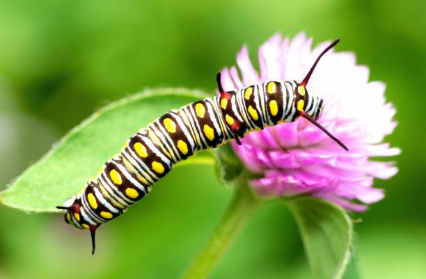 istock Caterpillar climbing Globe Amaranth flower - animal behavior. 1397542774