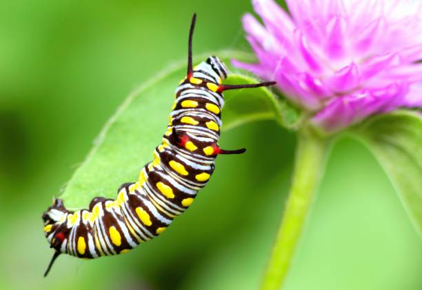 istock Caterpillar climbing Globe Amaranth flower - animal behavior. 1397542781