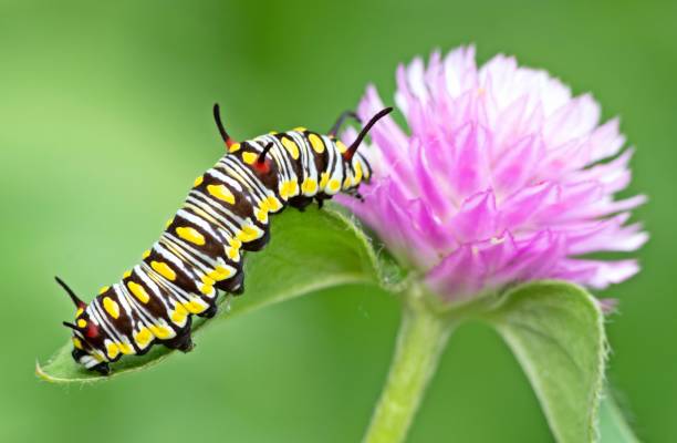 istock Caterpillar climbing Globe Amaranth flower - animal behavior. 1397542813
