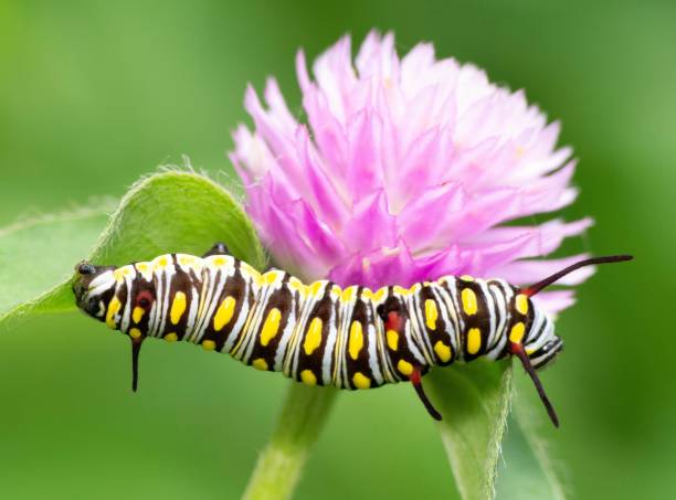 istock Caterpillar climbing Globe Amaranth flower - animal behavior. 1397542815