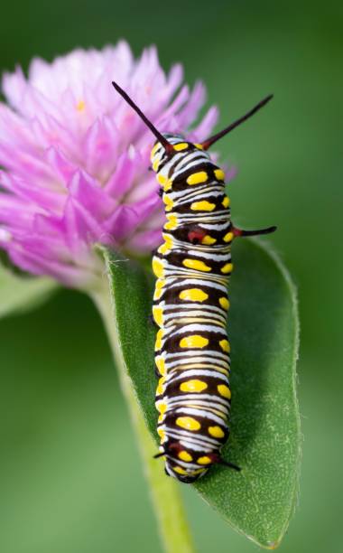istock Caterpillar climbing Globe Amaranth flower - animal behavior. 1397542841