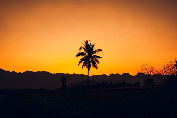 istock Palm tree silhouette background. California sunset landscape. Tropical forest and mountains. Sunset orange sky. Nature panorama. 1397542975