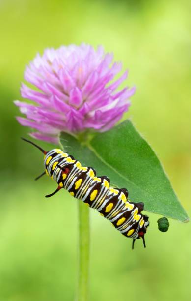 istock Caterpillar poops while climbing Globe Amaranth flower - animal behavior. 1397543107