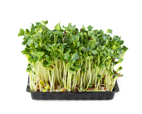 Radish sprouts isolated on a white background