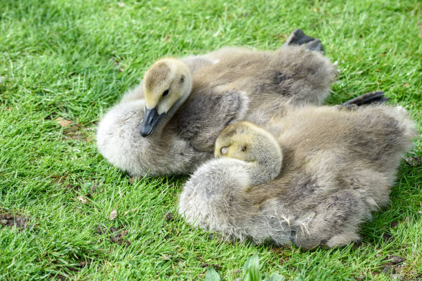 A goose and her ducklings by the river in York, England.