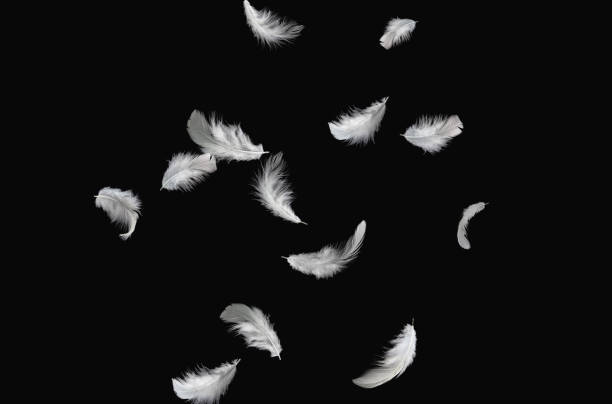 istock Abstract White Bird Feathers Falling in The Air. Swan Feather on Black Background. Down Feathers. 1397544408