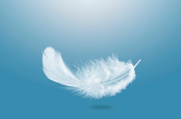 istock Abstract Single White Fluffly Feather Falling in The Air. Down Swan Feather. 1397544423