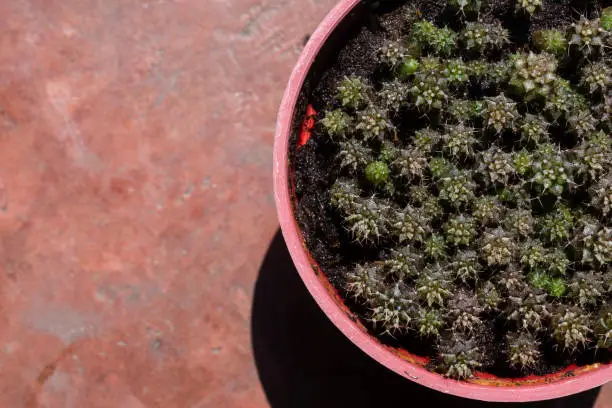 Photo of High angle view of small Gymnocalycium cactus grow in a soil pot with copy space.