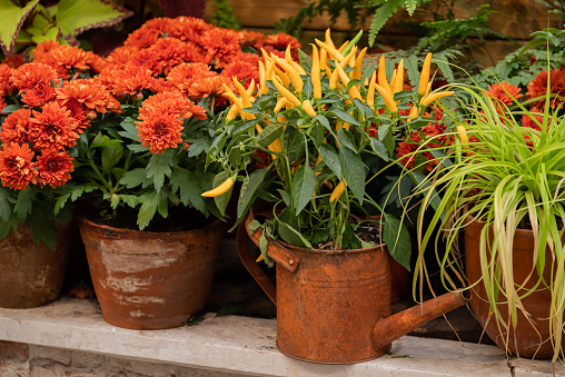 Blooming potted plants in ceramic pots in backyard, home gardening