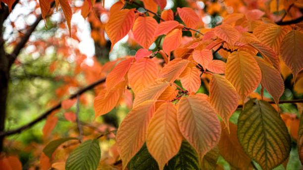 istock Red autumnal colored leaves on tree branch close up fall background 1397544885