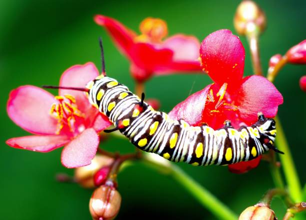 istock Caterpillar crawling on flower - animal behavior. 1397545146
