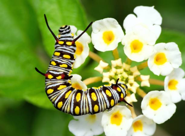 istock Caterpillar crawling on flower - animal behavior. 1397545147