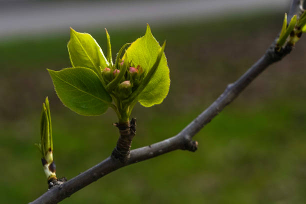 istock Apple flower buds on the twig with blurred background 1397546321