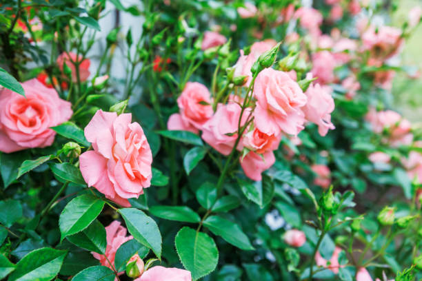 istock Fresh and colorful roses in full bloom 1397546546
