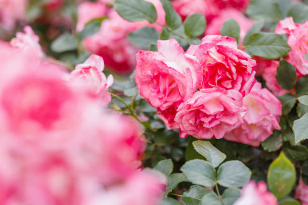istock Fresh and colorful roses in full bloom 1397546831