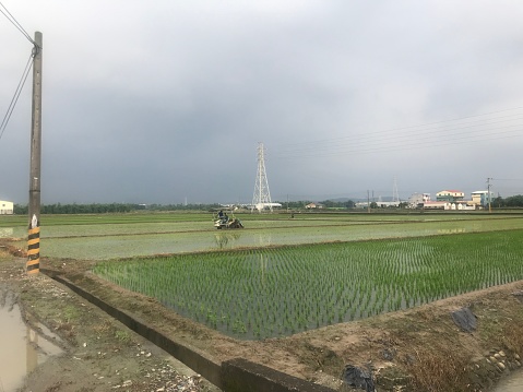 A rural rice paddy field flooded with young rice plants growing rural scene with vegetation in the background