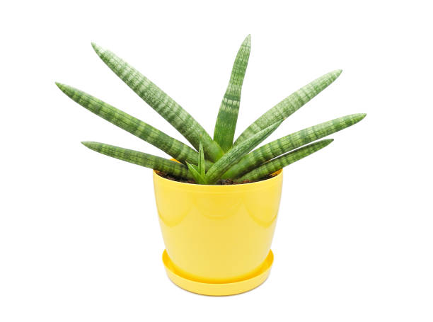 istock Sansevieria Cylindrica Boncel with young sprout in  pot isolated on white 1397549661