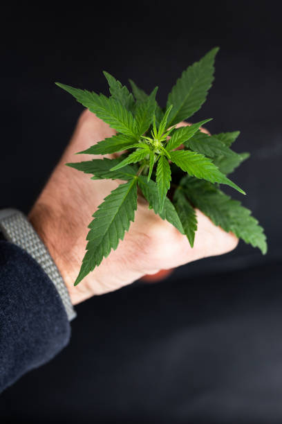 Growing marijuana in the pot, cannabis plants
