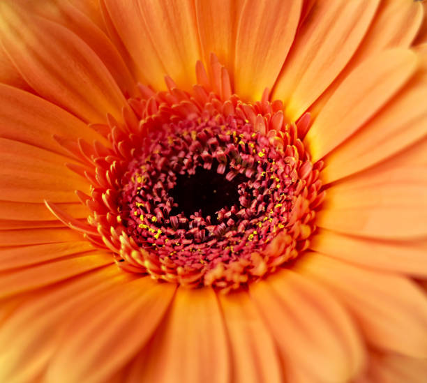 istock Macro nature. Orange gerbera close-up. 1397550628