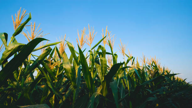 istock green maize corn crops in the agricultural cornfield with blue sky background 1397550653