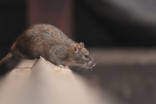 Brown Rat\n\nPlease view my portfolio for other wildlife photos.