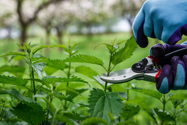 istock Hands with gardening gloves and pruning shears picking nettle leaves 1397550884