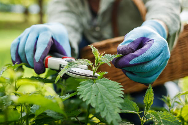 Herbalist picking nettle leaves into wicker basket in organic garden