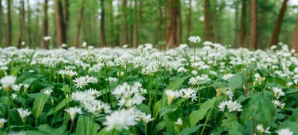 Flowers of wild garlic (allium ursinum) in woodland. Forest floor at springtime. Panoramic view. Selective focus