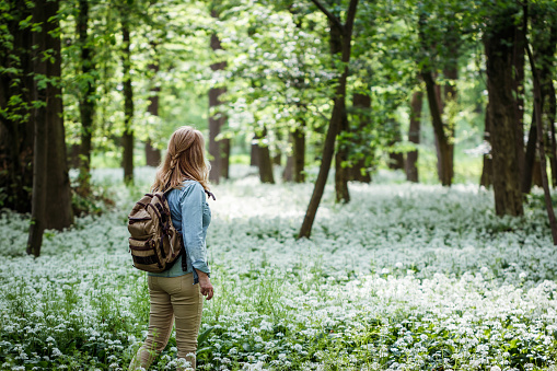 Woman with backpack hiking in forest at springtime. Woodland with flowering wild garlic. Adventure in beautiful nature
