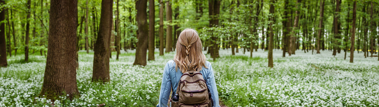 Woman with backpack hiking in forest at springtime. Woodland with flowering wild garlic. Adventure in beautiful nature. Panoramic view