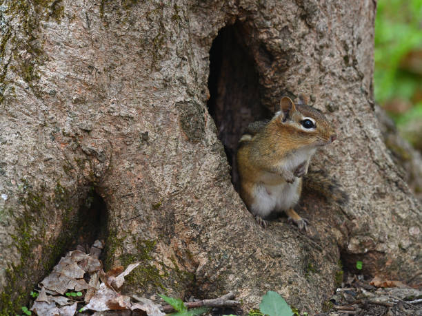 Chipmunk at its front door in the woods Eastern chipmunk at the door of a home in a sugar maple tree. Taken in the Connecticut woods. eastern chipmunk photos stock pictures, royalty-free photos & images