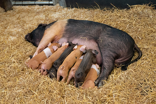 Several piglets feeding from their mother pig lying on the straw in a barn.