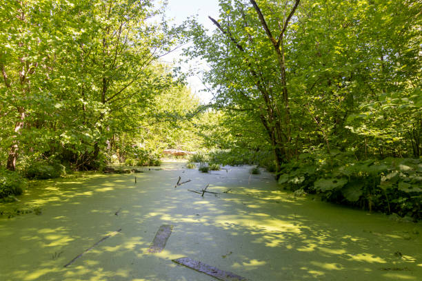 istock Juicy green swamp in the spring forest. 1397552717