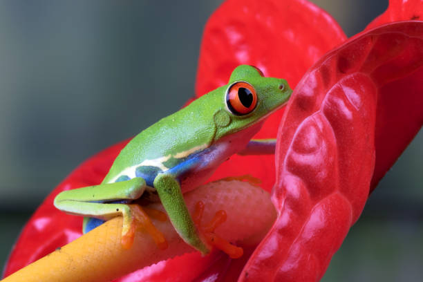 istock The red-eyed tree frog perched at red flowers 1397553681