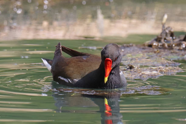 Gallinule poule d'eau - Common Moorhen (Gallinula chloropus). 21 april 2022, Basse Yutz, Yutz, Thionville Portes de France, Moselle, Lorraine, Grand Est, France. In a public park, on a pond, a Common Moorhen observes the surface of the water in search of food. moorhen bird water bird black stock pictures, royalty-free photos & images