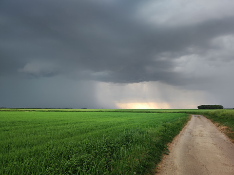 A beautiful storm cell on the horizon, with rain falling on a wheat farm during the spring.