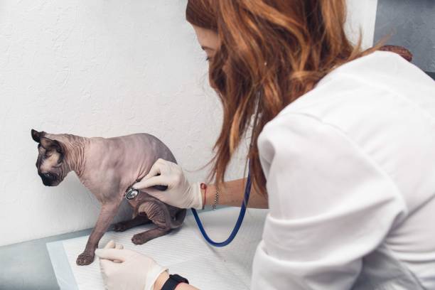 istock Veterinarian listening cat while doing checkup at clinic 1397554639