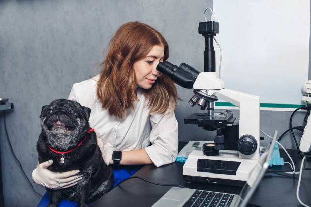 istock Veterinarian looks through a microscope with a pug in his arms 1397554654