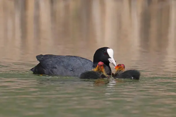 22 april 2022, Basse Yutz, Yutz, Thionville Portes de France, Moselle, Lorraine, Grand Est, France. In a public park, on a pond, on the surface of the water, an adult Eurasian coot feeds two chicks.