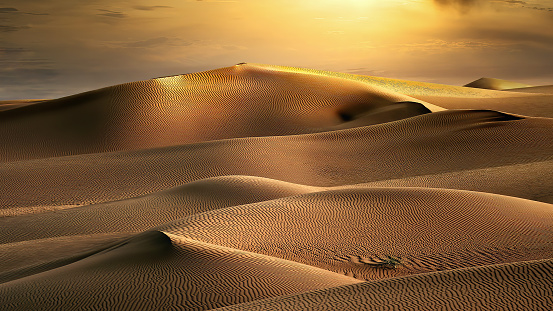 Panoramic desert dunes in shadow and light of sunrise to horizon