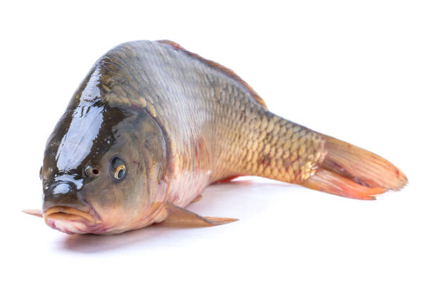 istock Raw carp fish isolate on a white background. The fish looks into the camera 1397555789