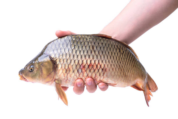 istock Large live fish carp in a man's hand 1397555792