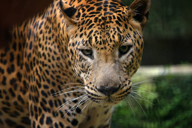 Close up portrait of a javan leopard stock photo