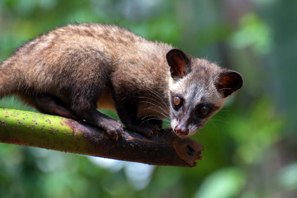 The masked palm civet standing on the edge of a tree stock photo