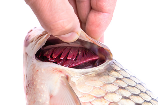 A man's hand shows the gills of a fresh carp fish, close-up